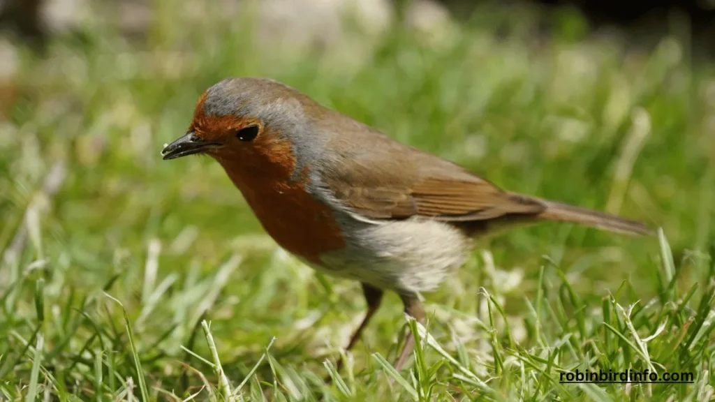 What Do Robins Like? (Know In Detail) 2 What do robin like