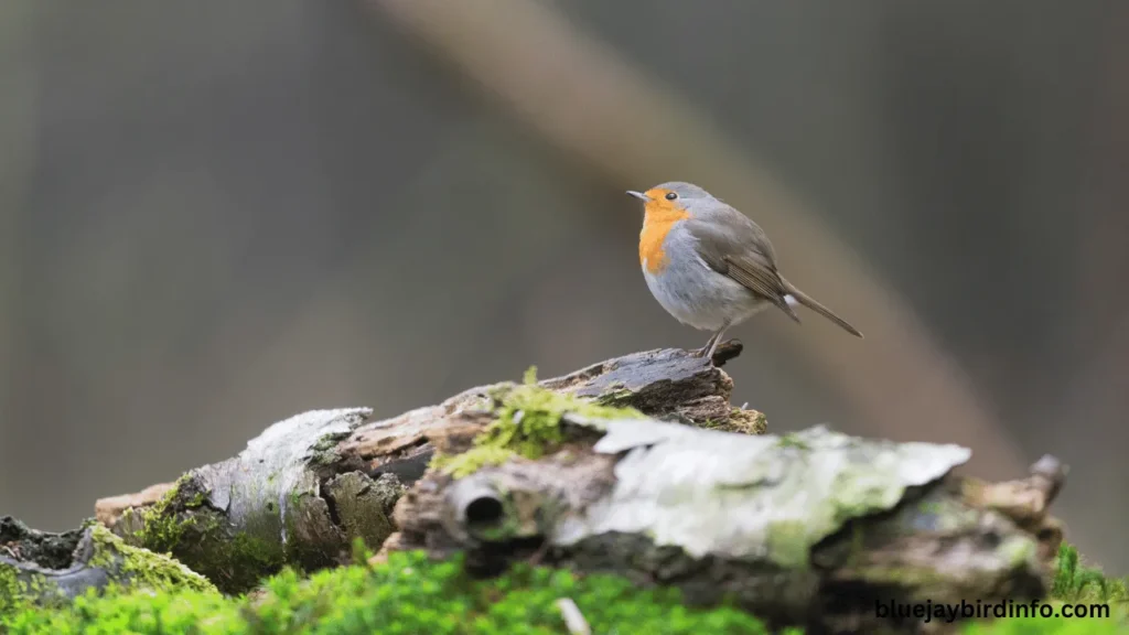 What is a Group of Robins Called? (Explained) 2 What is a group of robins called