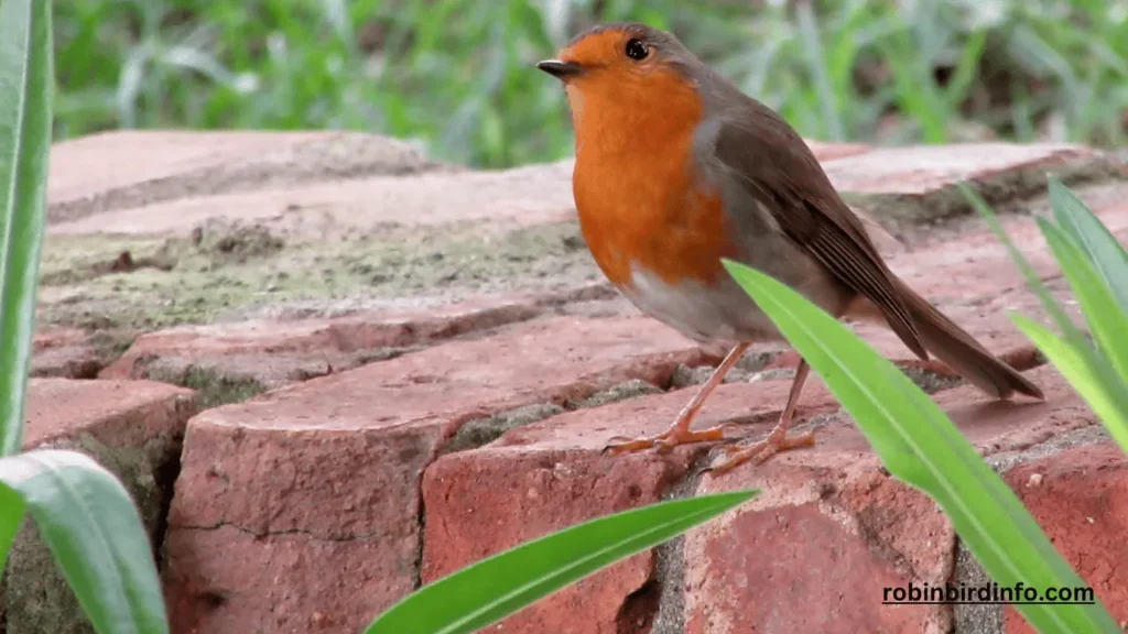 What is the Difference Between a Male and Female Robin? (Answered) 2 What is the difference between a male and female robin