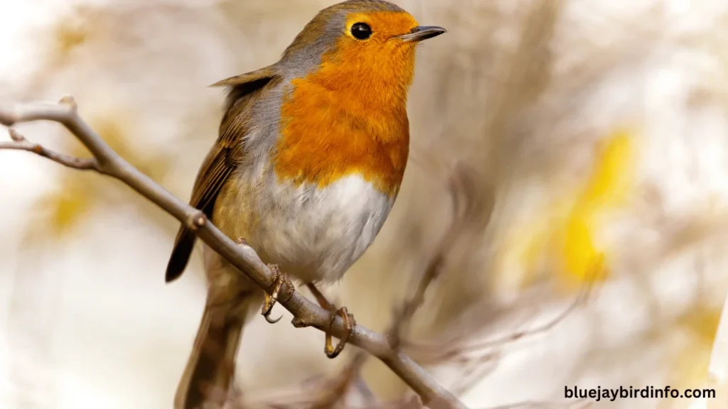 What's the Difference Between a Robin and a Cardinal? (Explained) 2 What's the difference between a red robin and a cardinal