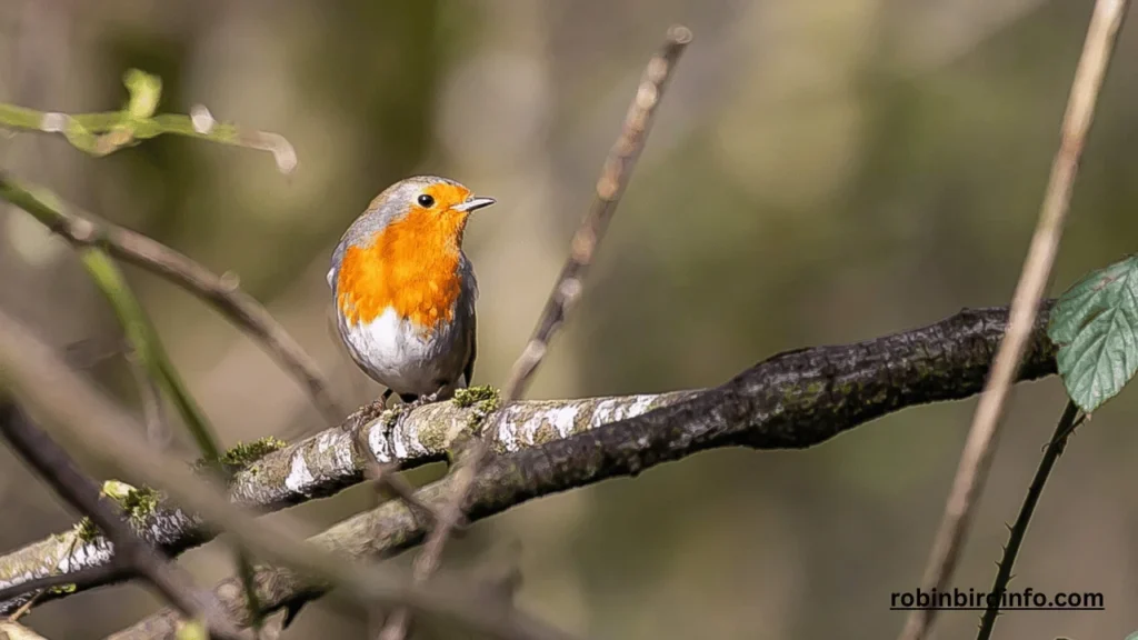 What's the Life Expectancy of a Robin? (Explained) 2 What's the life expectancy of a robin