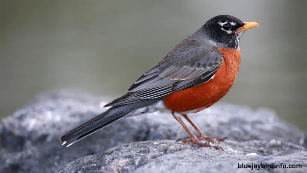 When Do Robins Fledge? (Answered) 2 When do robins fledge