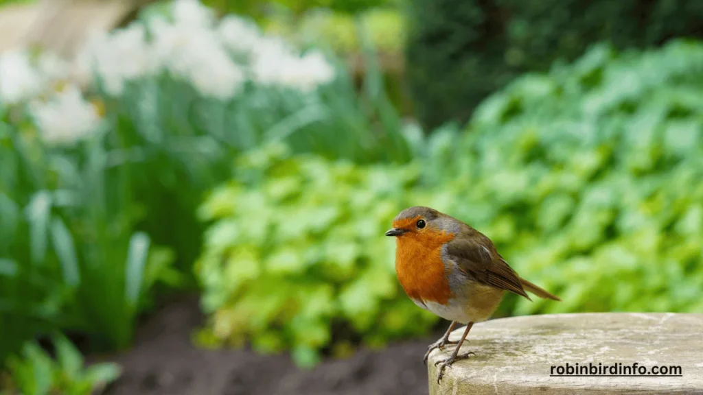 When Do Robins Fly South? (Answered) 2 When do robins fly south