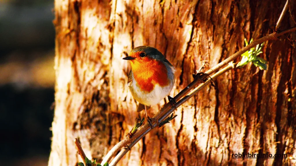 When Do Robins Migrate North? (Explained) 2 When do robins migrate north