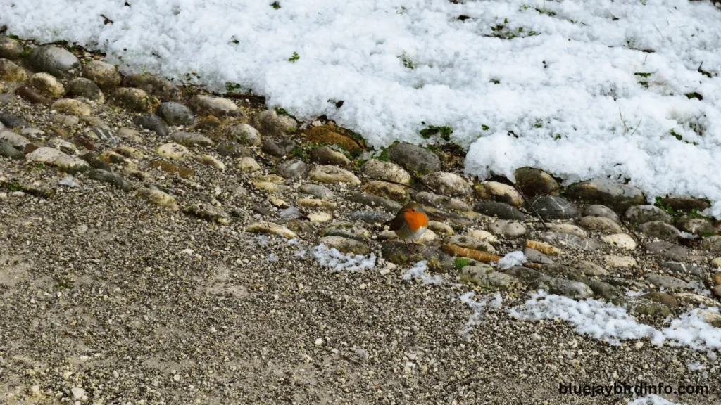 Where Do Robins Go in August? (Explained) 2 Where do robins go in august