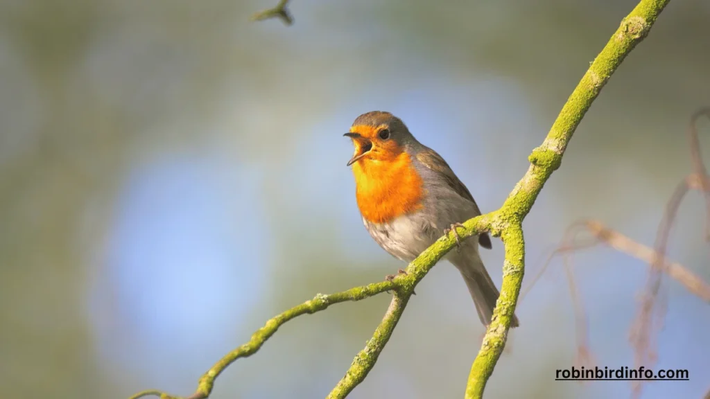 Where Do Robins Live? (Know In Detail) 2 Where does robin live