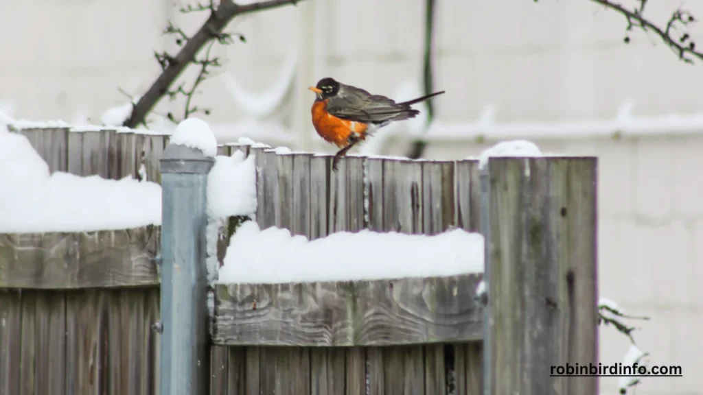 Who is Robin About? (Know In Detail) 2 Who is robin about