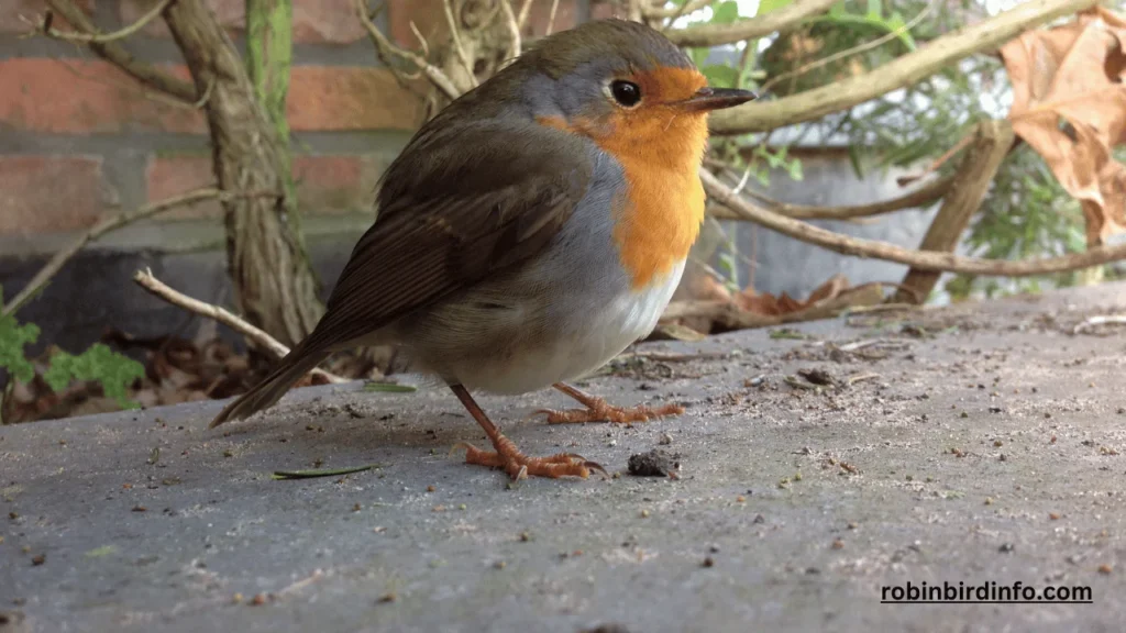 Why Do Robins Only Live 2 Years? (Answered) 2 Why do robins only live 2 years